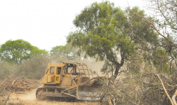 400 mil hectáreas menos de bosque en el norte santafesino