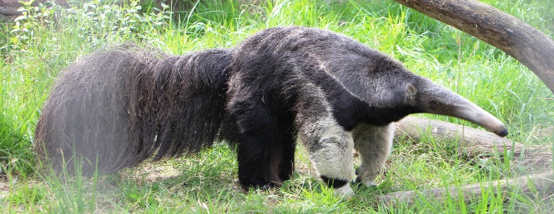 oso-hormiguero1