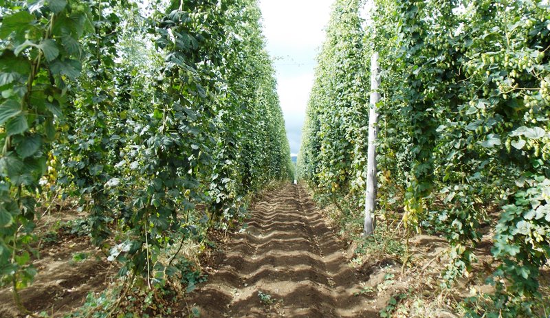 Cosecha del Lúpulo 03