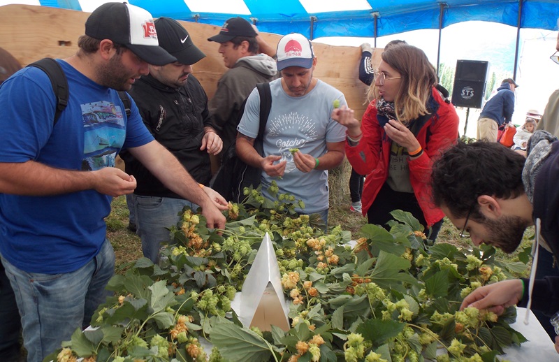 Cosecha del Lúpulo 05