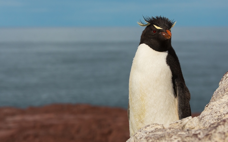 pinguinos (1)