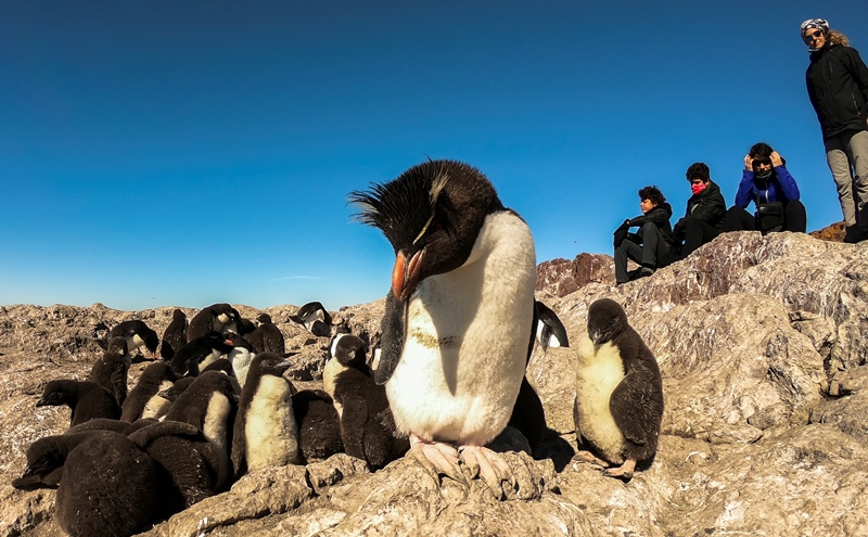 pinguinos (3)