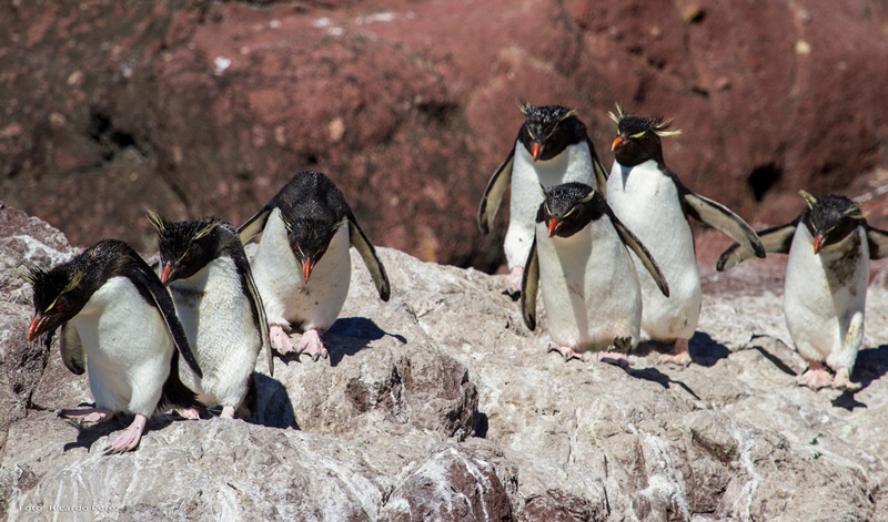 pinguinos (4)