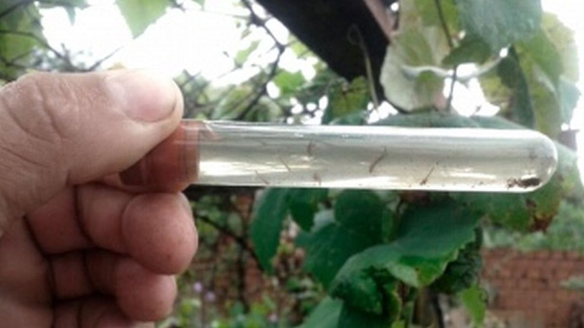 larvas dengue en agua