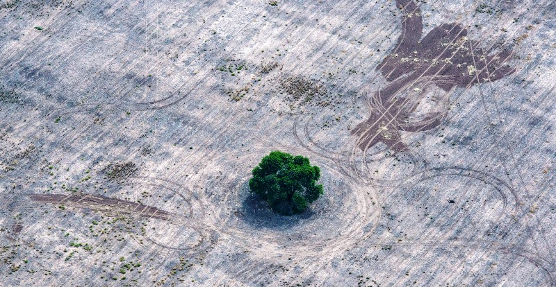 Deforestación Norte Argentino