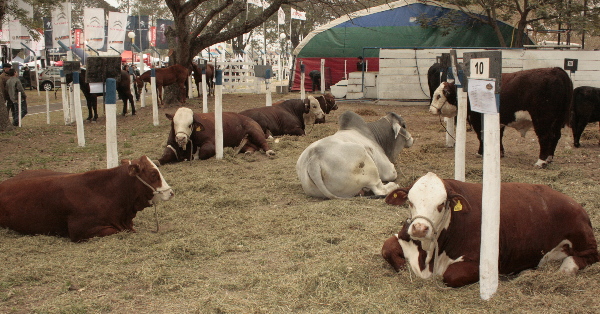 Pagaron 22 mil pesos por un toro