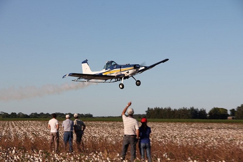 Se viene la Expo Algodón