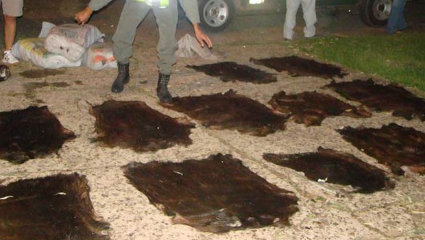 Cae banda que vendía cueros de carpincho a Brasil