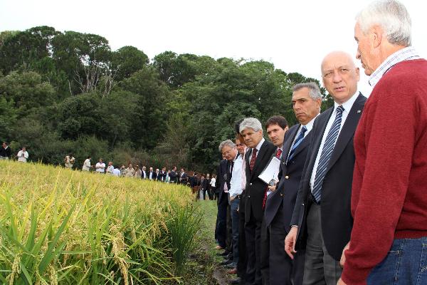 Variedad de arroz adaptada a condiciones agroecológicas