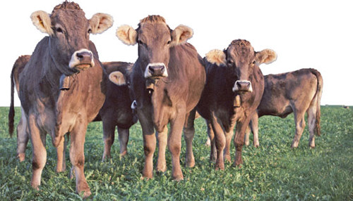 Hay 287.725 cabezas de ganado vacuno