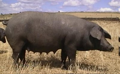 Vendió chancha por no encontrar dueño