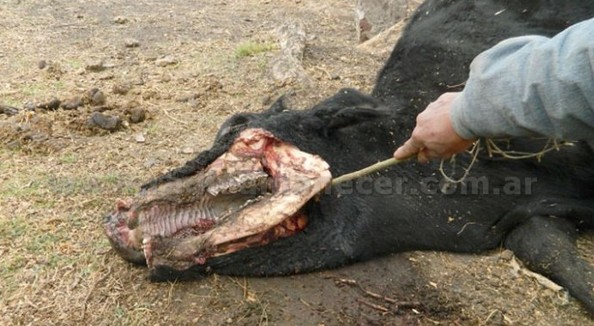 Mutilaciones de animales