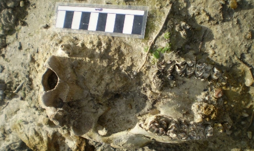 Hallan un cráneo de un ciervo prehistórico