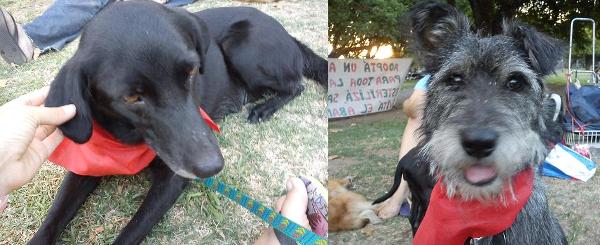 Guardería transitoria de animales