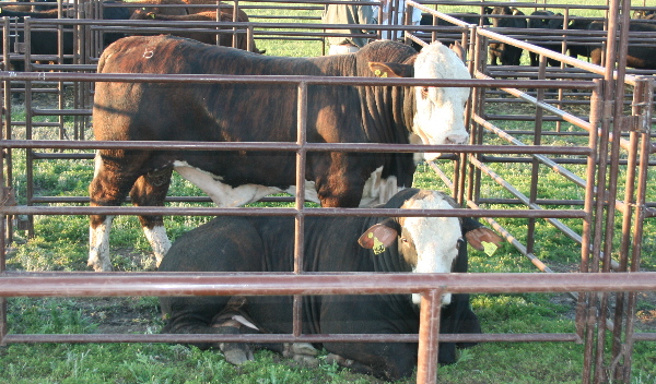 Todo listo en el predio