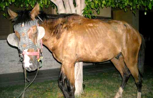 La impunidad para los que maltratan caballos