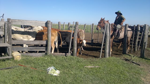 Esclarecimiento de robo de ganado