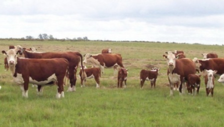Detuvieron a otro empresario ganadero