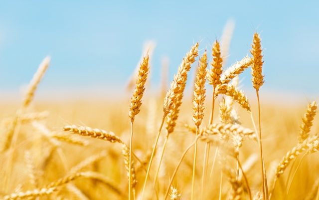 Trigo: se produjeron 11,2 millones de toneladas