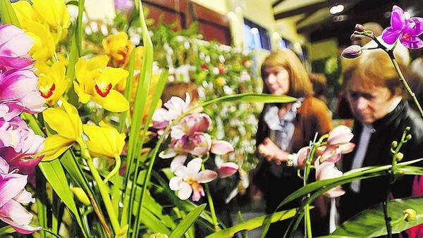 5° Exposición de Orquídeas