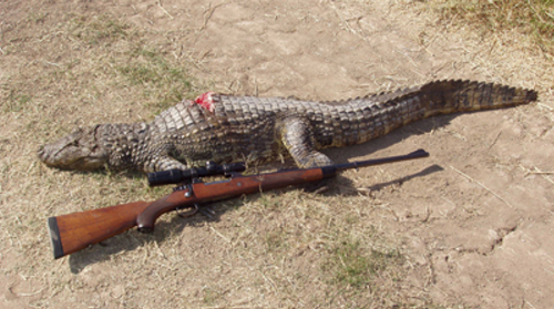 Secuestran 5 colas de yacaré