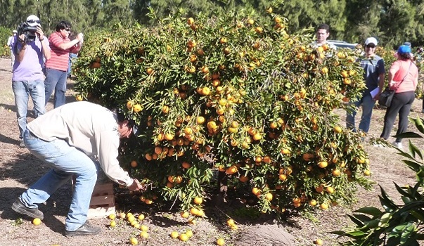 Se realizó el concurso de despoje 2012
