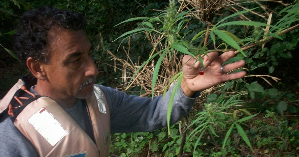 Hallaron planta de marihuana en zona de islas