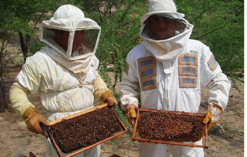 Implementan Plan Sanitario Apícola Provincial
