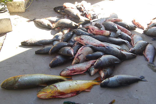 Secuestro de especies ictícolas