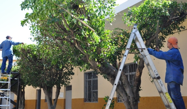 Poda del arbolado urbano