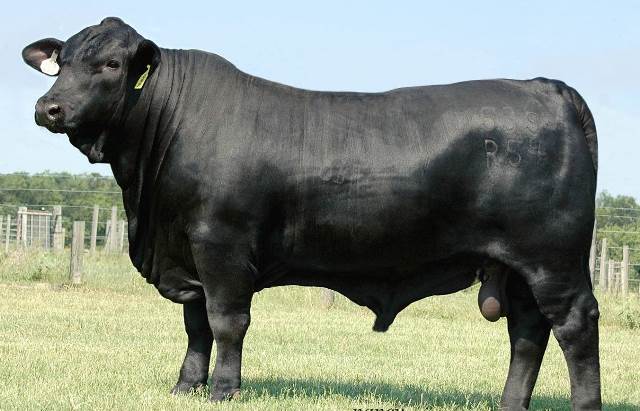 Confirman a la raza Angus como la líder bovina