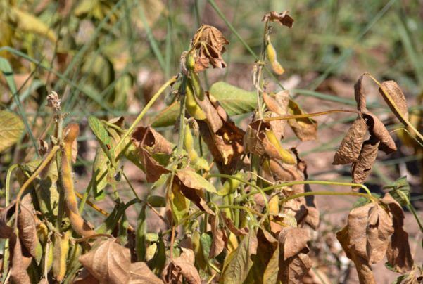 Una pulseada perdida por el algodón