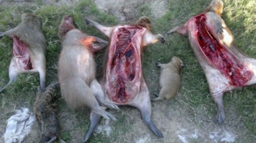 Secuestran carpinchos faenados