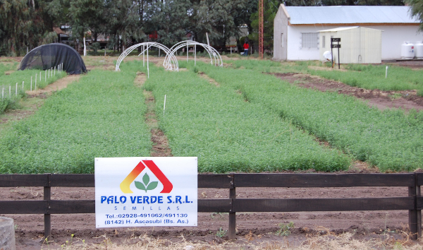 Lanzan tres nuevos cultivares de alfalfa