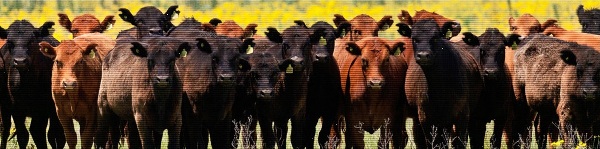 Precios sostenidos en el remate