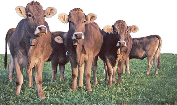 Cierre de año muy selectivo