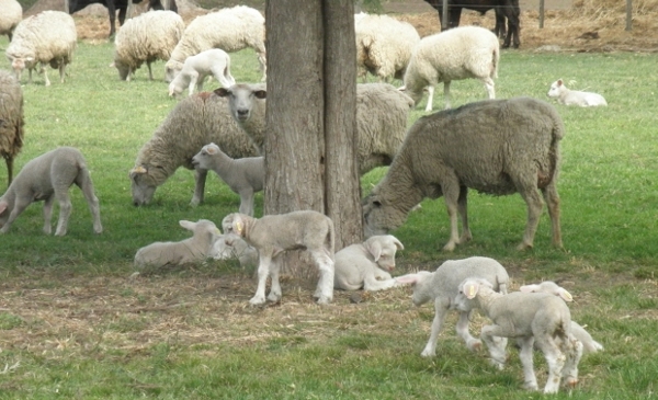 Apuntalar la producción ovina con buena genética
