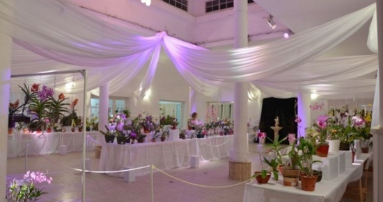 Jerarquizada muestra de orquídeas