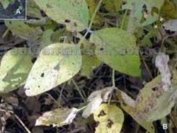 Trips causa importantes daños en la soja