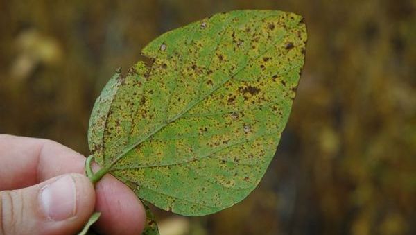 Alerta por roya de la soja en la zona