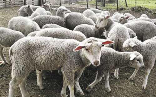 Apuntalar la producción ovina con buena genética