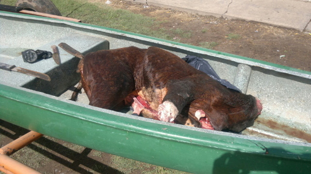 Abigeato de ganado mayor