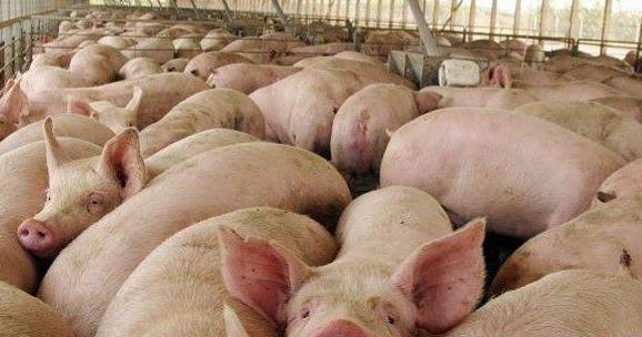 1º Jornada de Producción Porcina