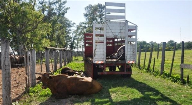 Detienen a un Puma por robo de ganado