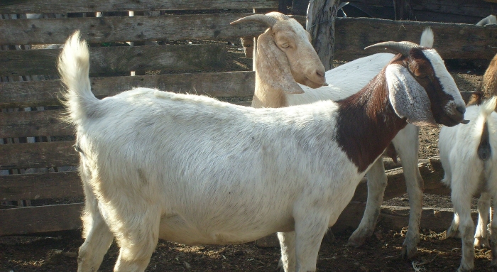 1ª Fiesta Provincial de Especies Menores