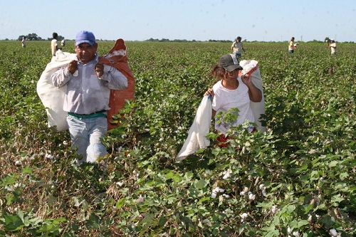 Se viene la Expo Algodón