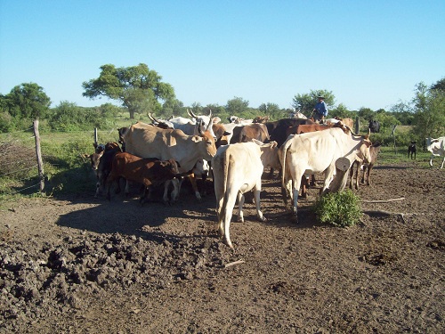 Ganaderos viven situación desesperante ante casos de abigeato