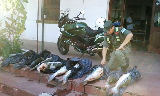 Secuestran 650 Kg de pescados