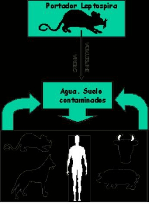 Seis casos de Leptospirosis