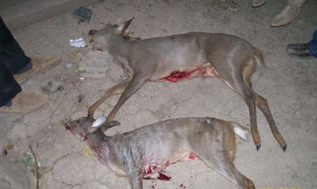 Depredación de la fauna silvestre